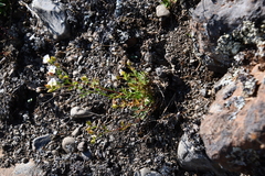Chamaerhodos grandiflora