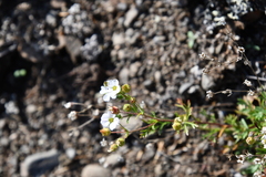Chamaerhodos grandiflora