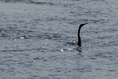 Anhinga rufa rufa