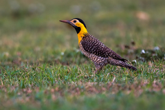 Colaptes campestris campestris