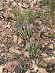 Agave lechuguilla