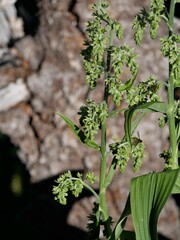 Veratrum viride eschscholtzianum