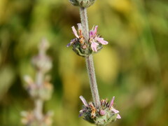 Stachys cretica