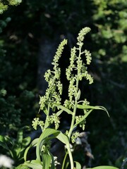 Veratrum viride eschscholtzianum