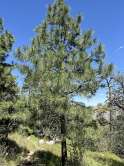 Pinus ponderosa