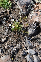 Chamaerhodos grandiflora