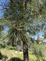 Pinus ponderosa