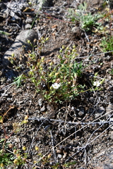 Chamaerhodos grandiflora
