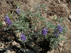 Lupinus sericeus