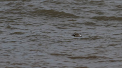 Haematopus ostralegus