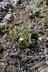 Chamaerhodos grandiflora