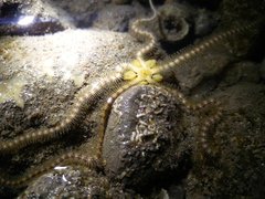 Macrophiothrix