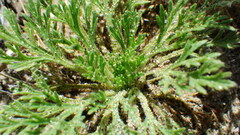 Chamaerhodos erecta