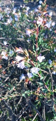 Lobostemon
