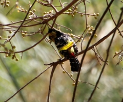 Trachyphonus vaillantii vaillantii