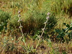 Stachys cretica