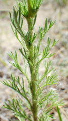 Chamaerhodos erecta