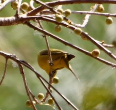 Zosterops anderssoni