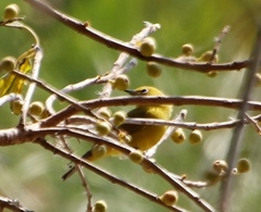 Zosterops anderssoni