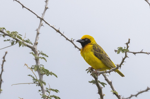 Heuglin's Masked-Weaver