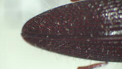 Hapatesus argentatus