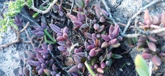 Curio radicans