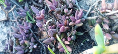 Curio radicans