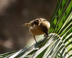 Ploceus