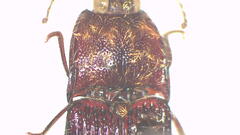 Hapatesus argentatus