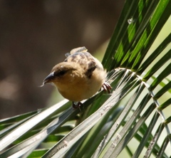 Ploceus