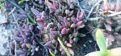 Curio radicans