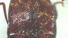 Hapatesus argentatus