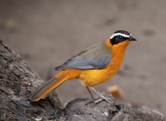 Cossypha heuglini heuglini