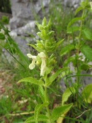Stachys menthifolia
