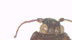 Hapatesus argentatus