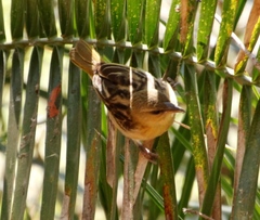 Ploceus