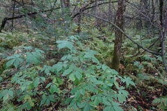 Eleutherococcus senticosus