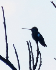 Heliomaster longirostris