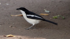 Laniarius bicolor sticturus
