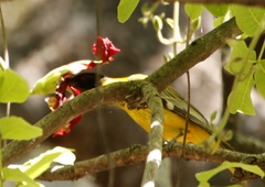 Kigelia africana subsp. africana image