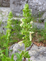 Stachys menthifolia