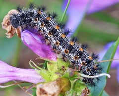 Euphydryas anicia maria