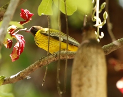 Kigelia africana subsp. africana image