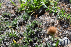 Eritrichium sericeum