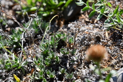 Eritrichium sericeum