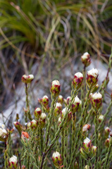 Lachnaea naviculifolia