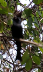 Dicrurus adsimilis apivorus