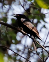 Dicrurus adsimilis apivorus