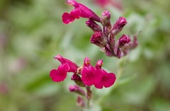 Salvia lemmonii