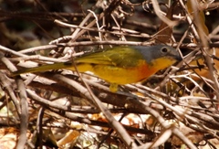 Telophorus sulfureopectus